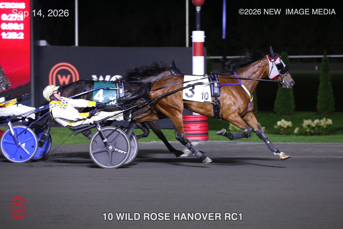 WILD ROSE HANOVER