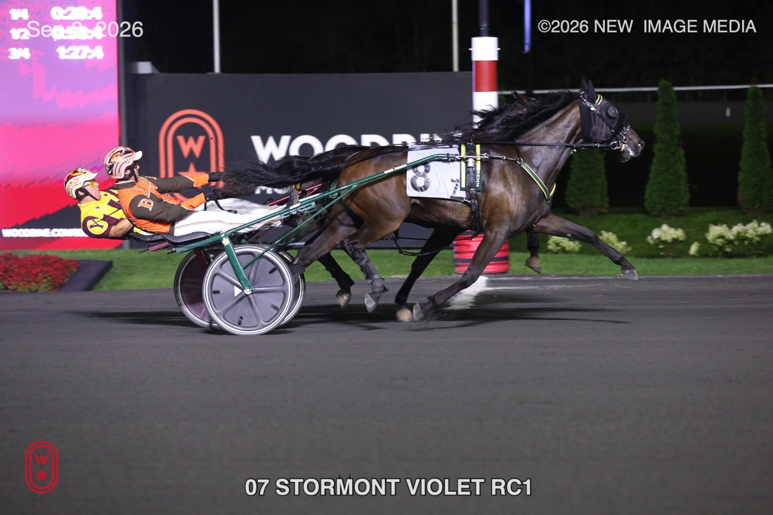 STORMONT VIOLET